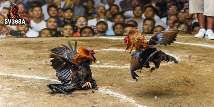 Sảnh đá gà trực tiếp tại nhà cái Sv388 Sảnh đá gà trực tiếp tại nhà cái Sv388