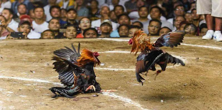 Những thế mạnh thu hút người chơi của đá gà Helo88 Những thế mạnh thu hút người chơi của đá gà Helo88